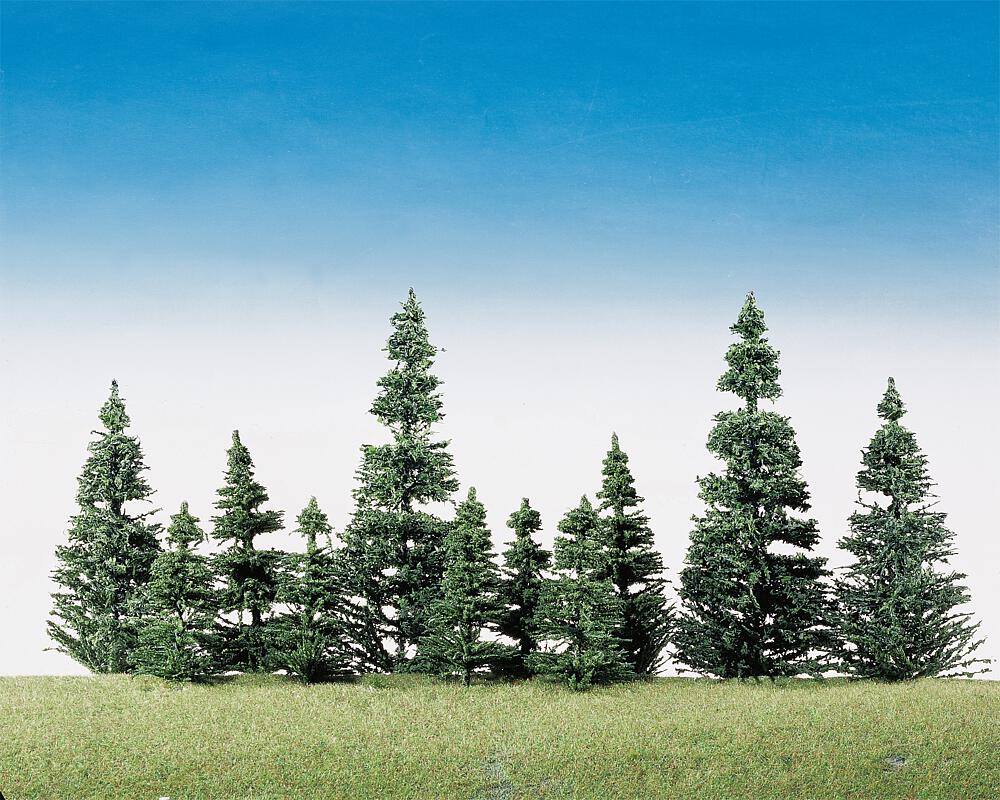40 Silver firs