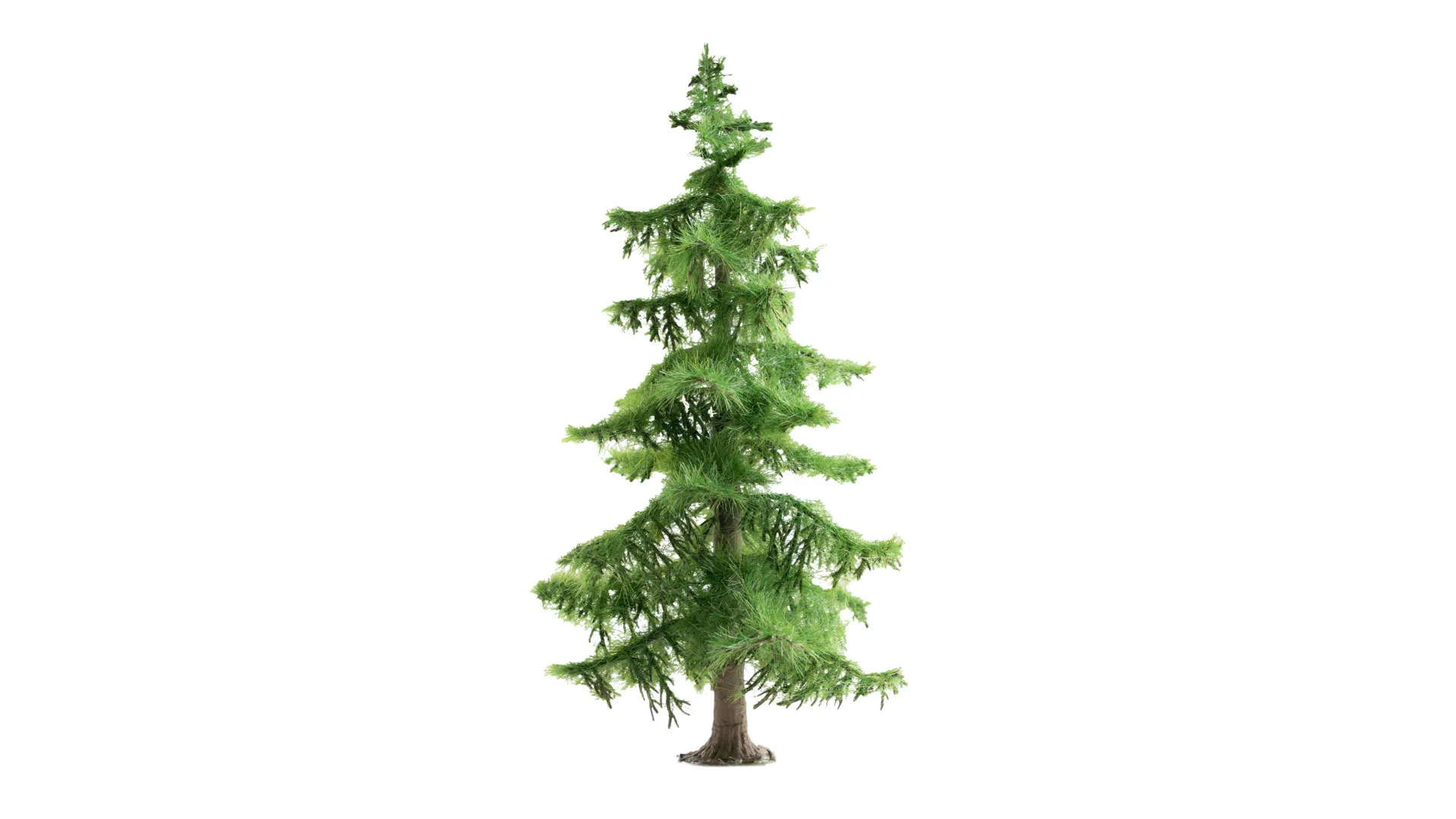 Abete del Nord alto 14,5 cm