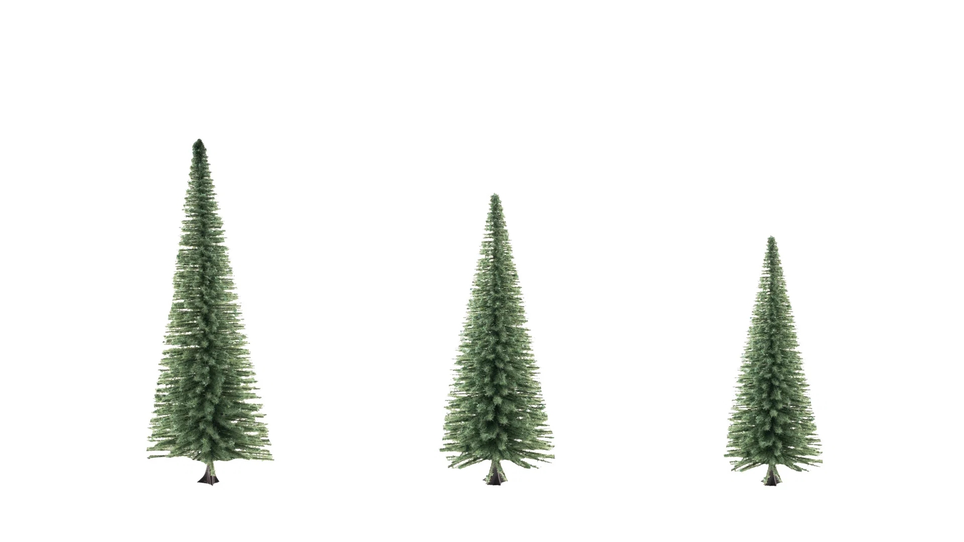 16 sapins, 10 -14 cm