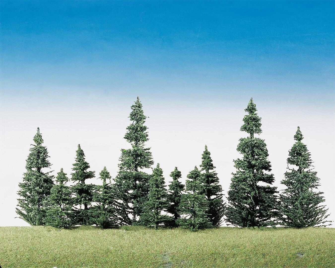 40 Silver firs