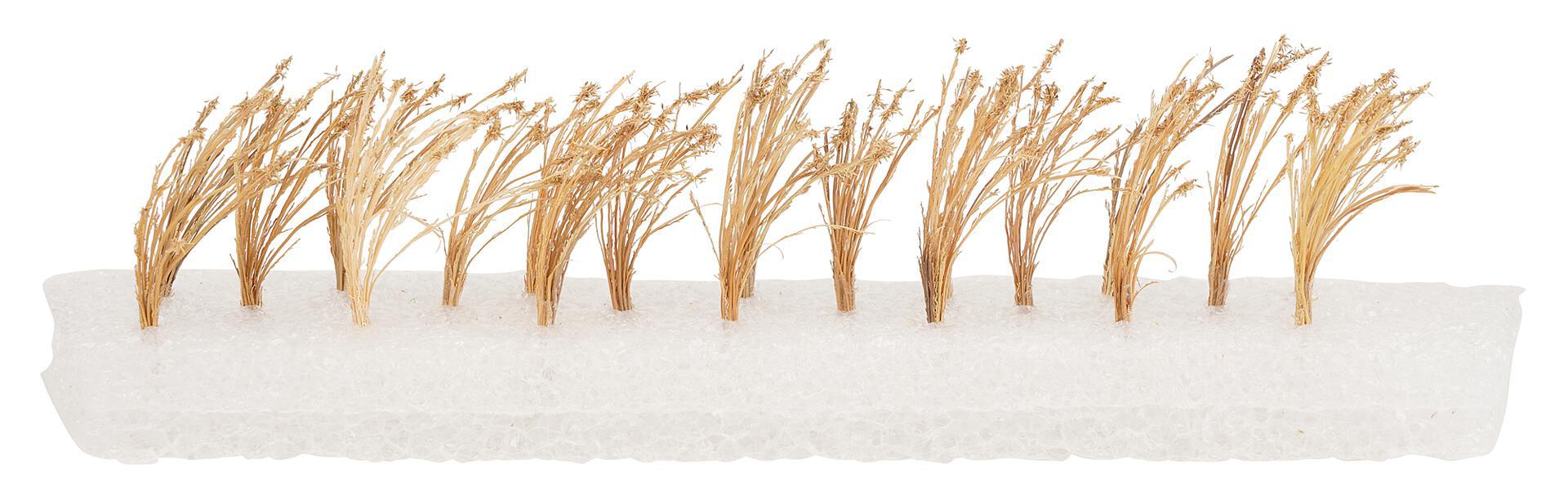 26 Reeds