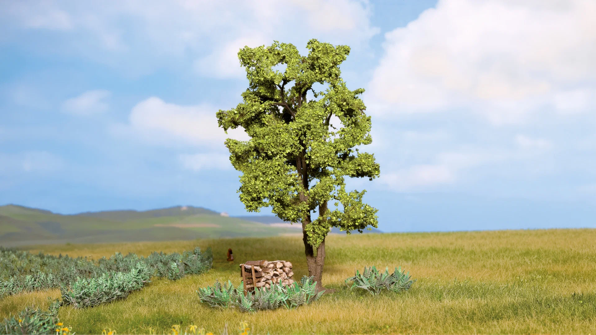 Acacia