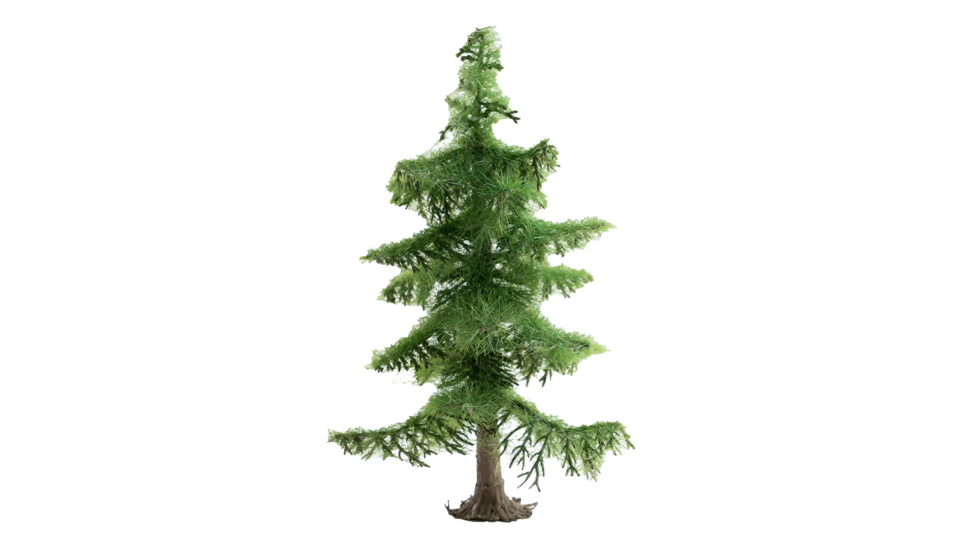 Abete del Nord alto 12 cm