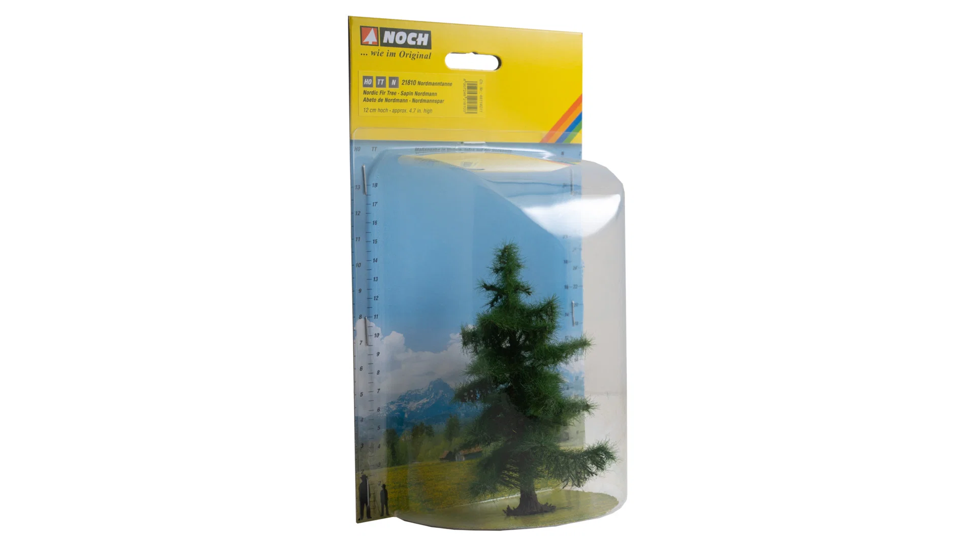 Abete del Nord alto 12 cm