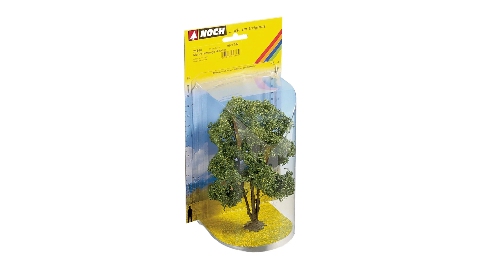 Acacia